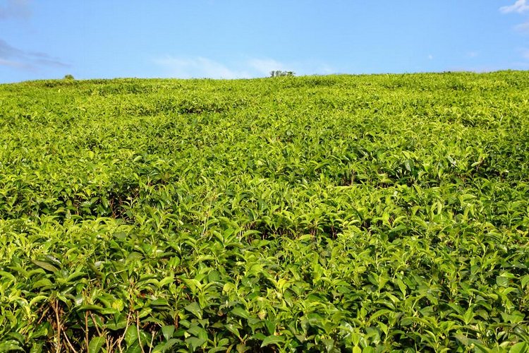 红茶饮品