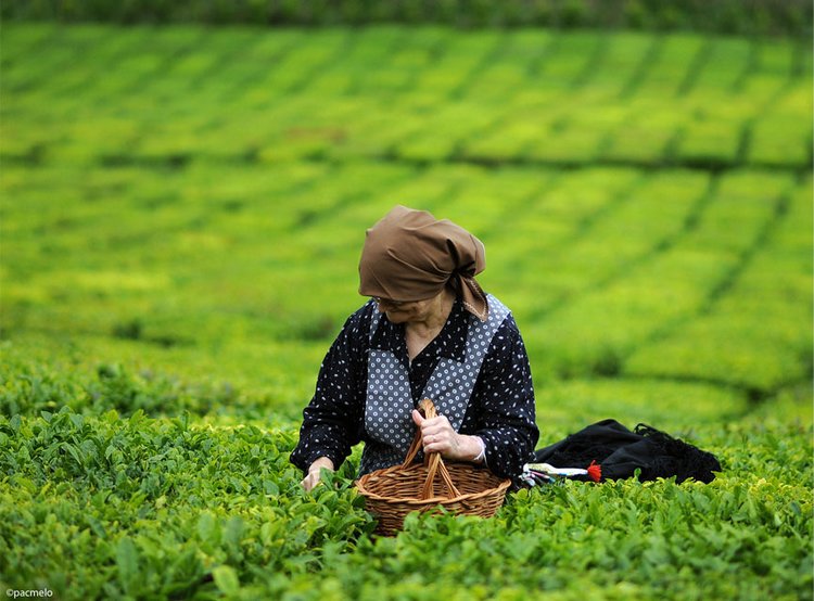 红茶茶叶