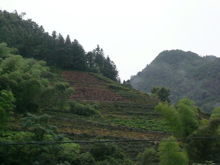 红茶产地 红茶产地